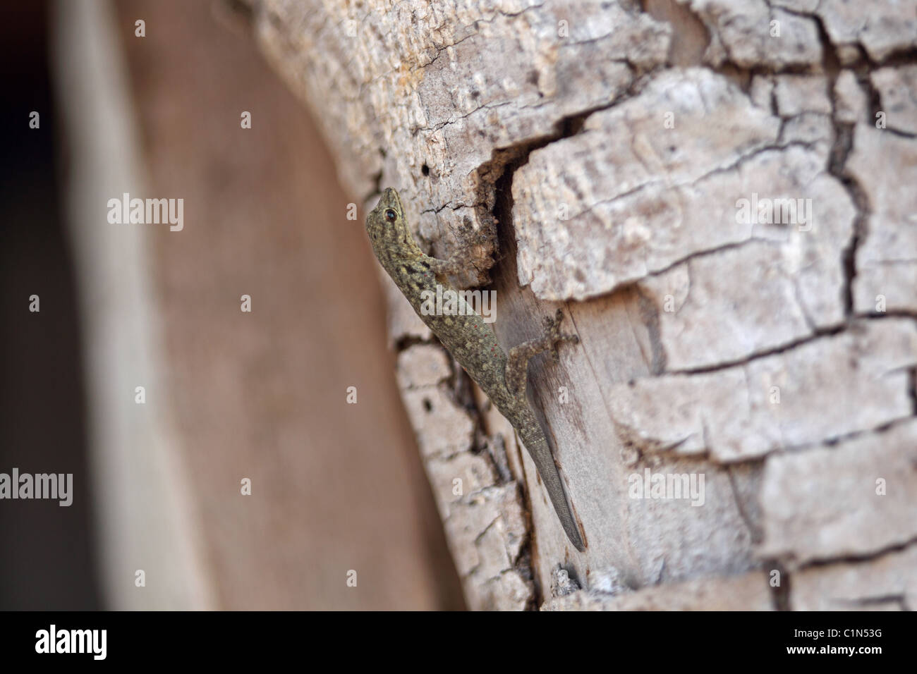 Pintado o enano Occidental Gecko (Lygodactylus gutturalis) Foto de stock