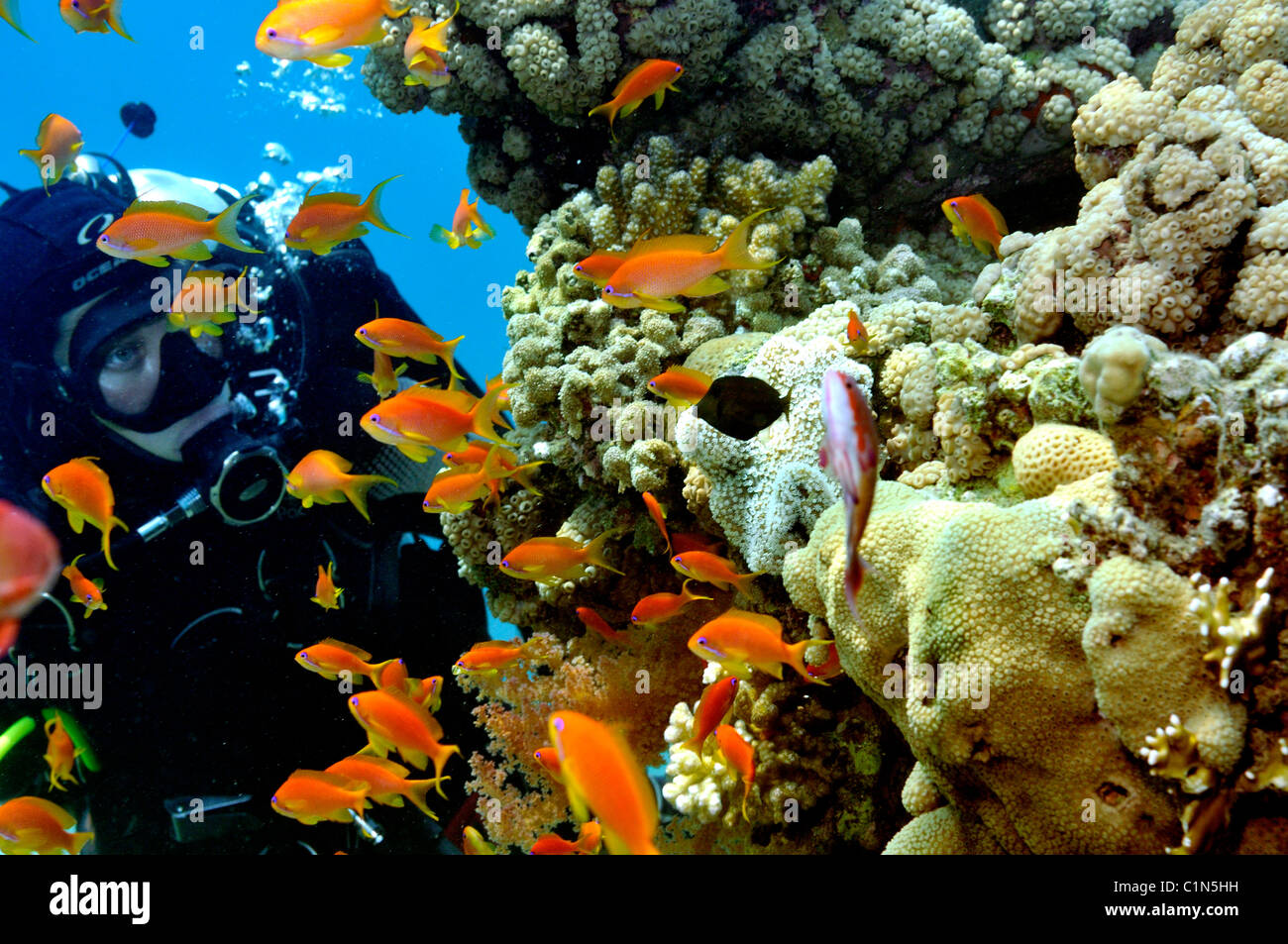 Scuba Diver ver anthias peces en el arrecife de coral, Mar Rojo. Foto de stock