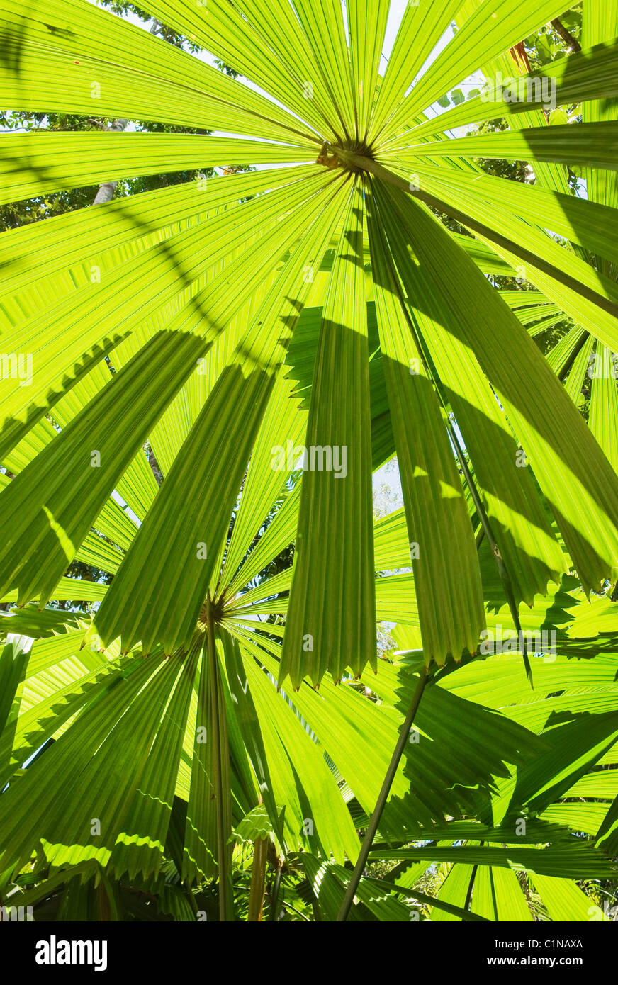 Licuala Palm o Palm (Ventilador australiano Licuala ramsayi) árbol endémico, Licuala State Forest, Mission Beach, Queensland, Australia Foto de stock