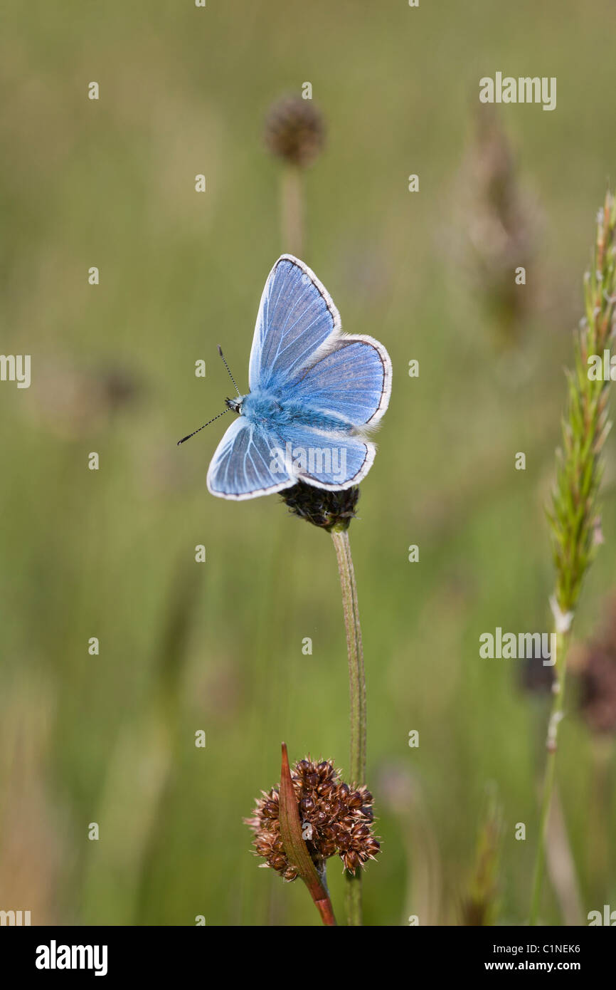 Azul común (Polyommatus icarus) butterfly Foto de stock
