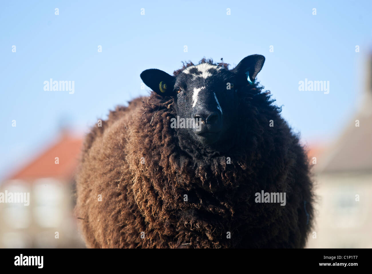 Un negro welsh ewe, ovejas. Foto de stock