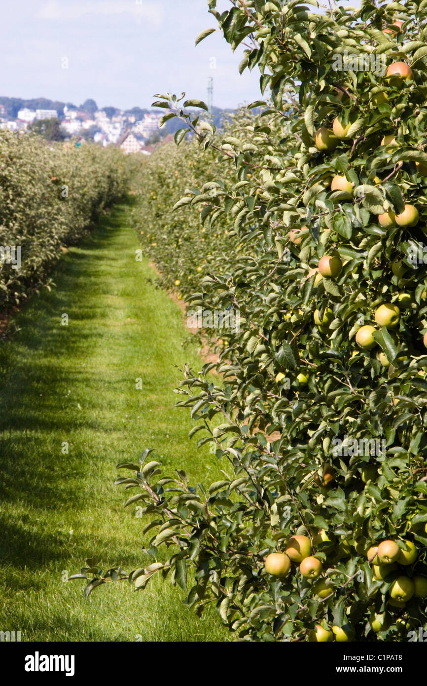Alemania, Jork, Altes Land, Apple Orchard Foto de stock