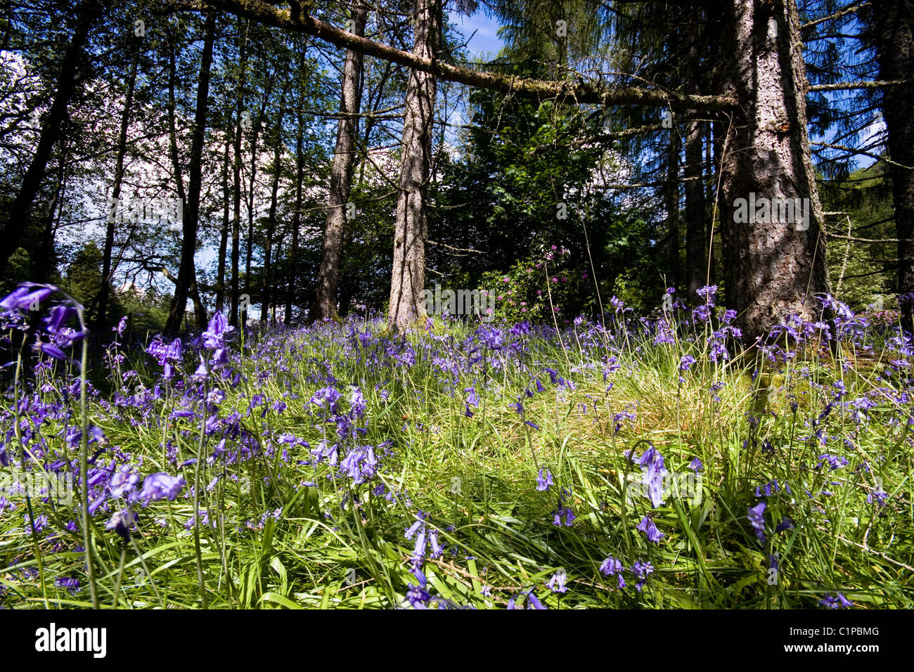 Escocia, Argyll, Inveraray, violeta, flores silvestres que crecen en bosque Foto de stock