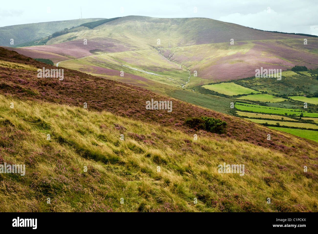 República de Irlanda, Condado Carlow, monte Leinster con vistas a la campiña Foto de stock