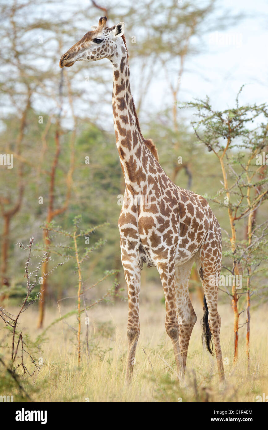 Jirafa Giraffa camelopardalis Saadani África Tanzania Foto de stock