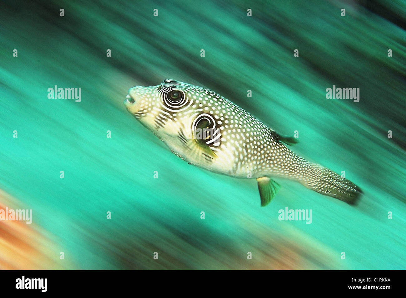 Star blacklined blaasop, blowfish, Blackspotted puffer o Pufferfish Estrellado (Arothron stellatus), Mar Rojo, Egipt Foto de stock