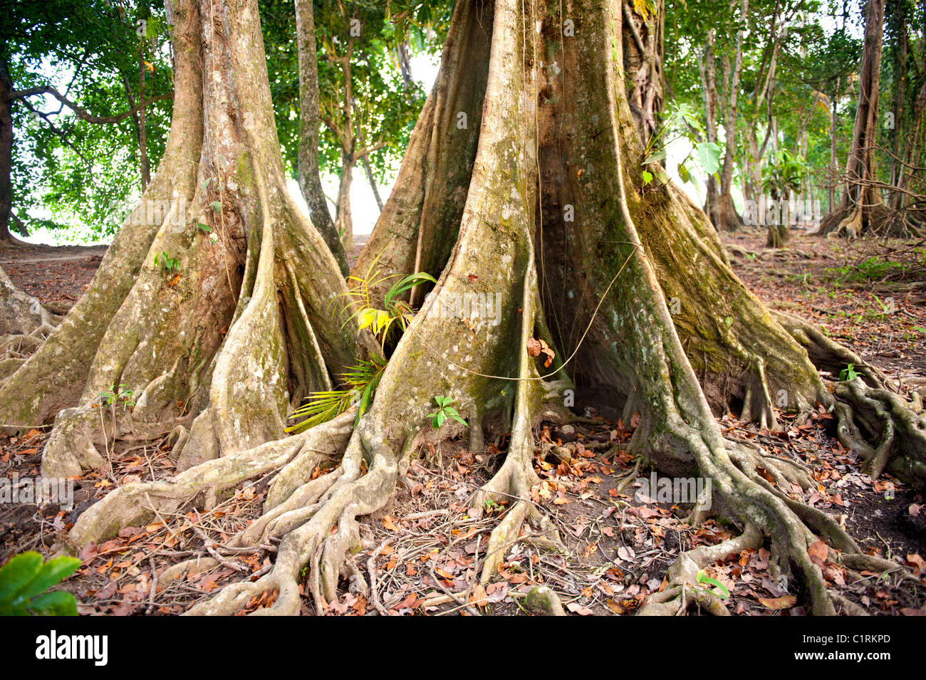 Los árboles de la selva tropical en Costa Rica, Centroamérica Fotografía de  stock - Alamy