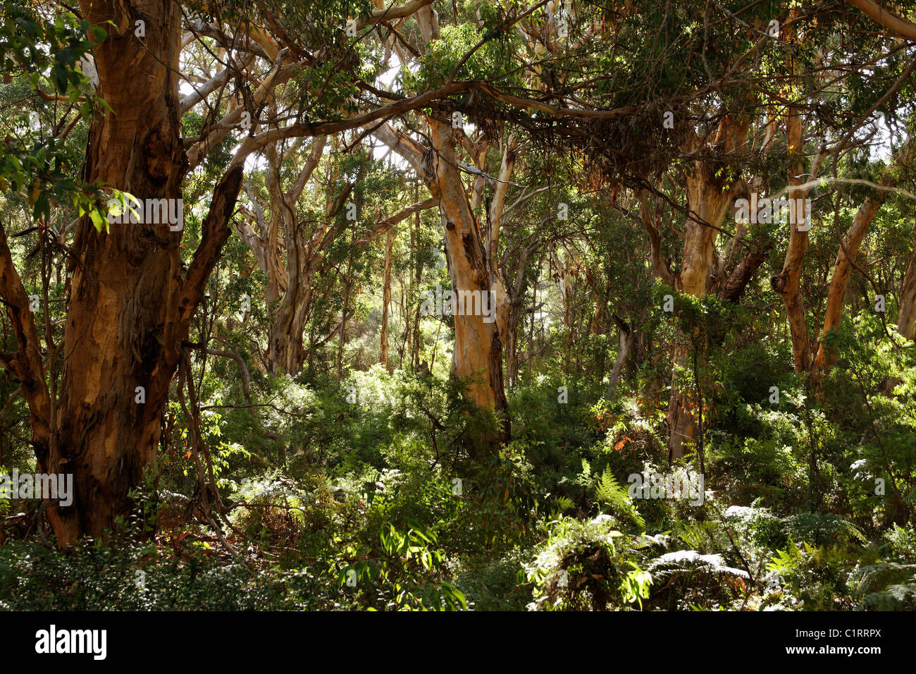 Bosque de eucaliptos Naturalste Leeuwin - Parque nacional de Augusta, Suroeste de Australia Foto de stock