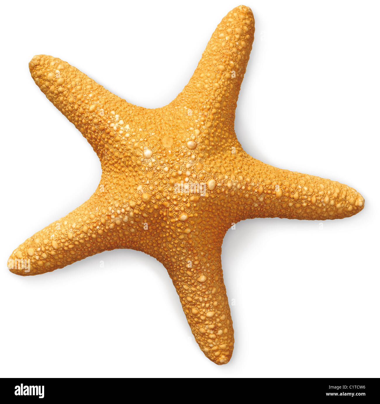Estrella de mar bajo el agua Imágenes recortadas de stock - Alamy