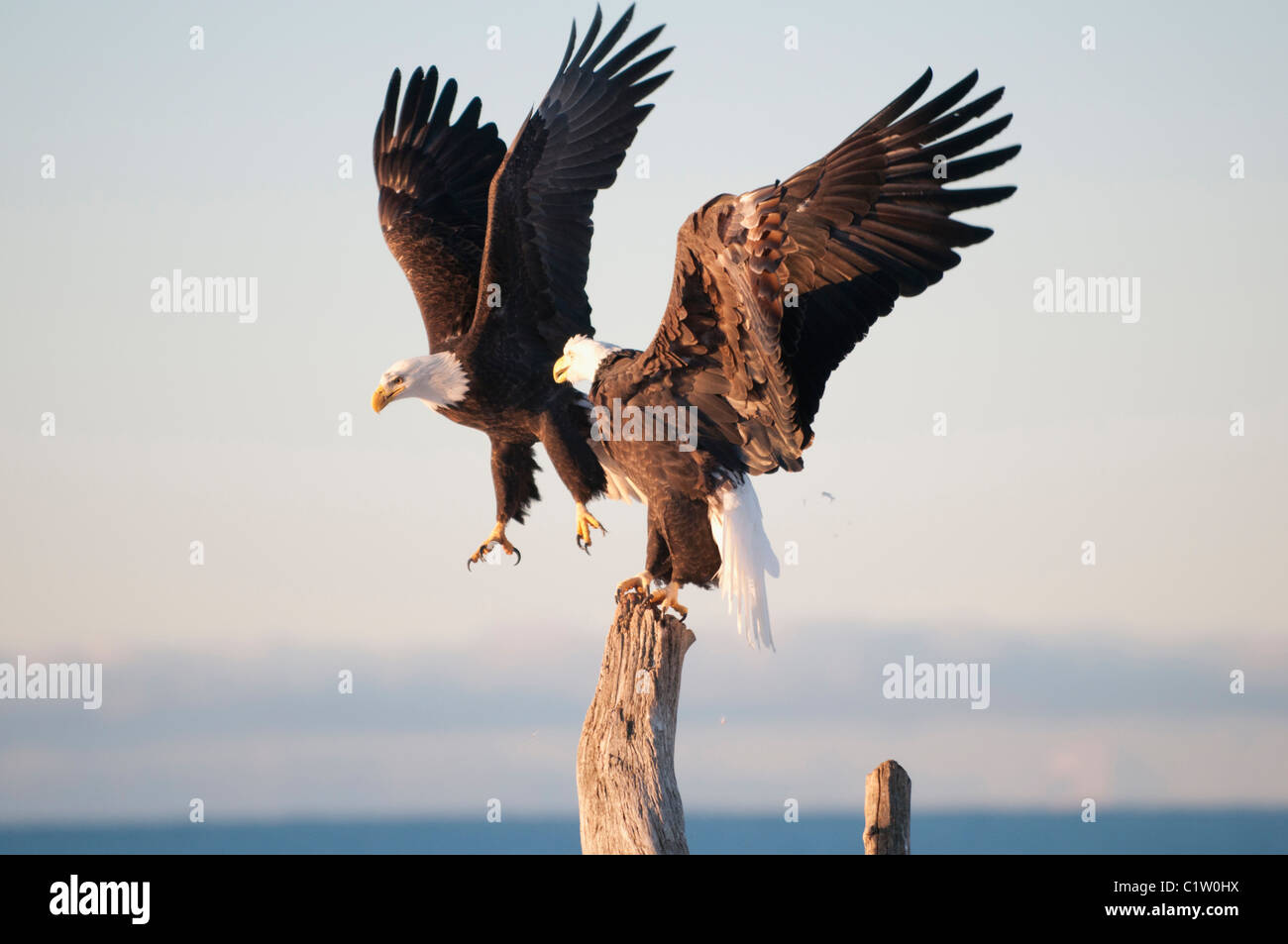 Posición de águila extendida fotografías e imágenes de alta resolución -  Alamy