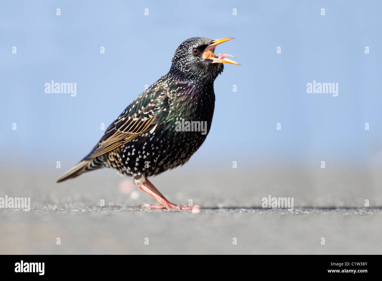 Starling; Sturnus vulgaris; Cornwall; UK Foto de stock