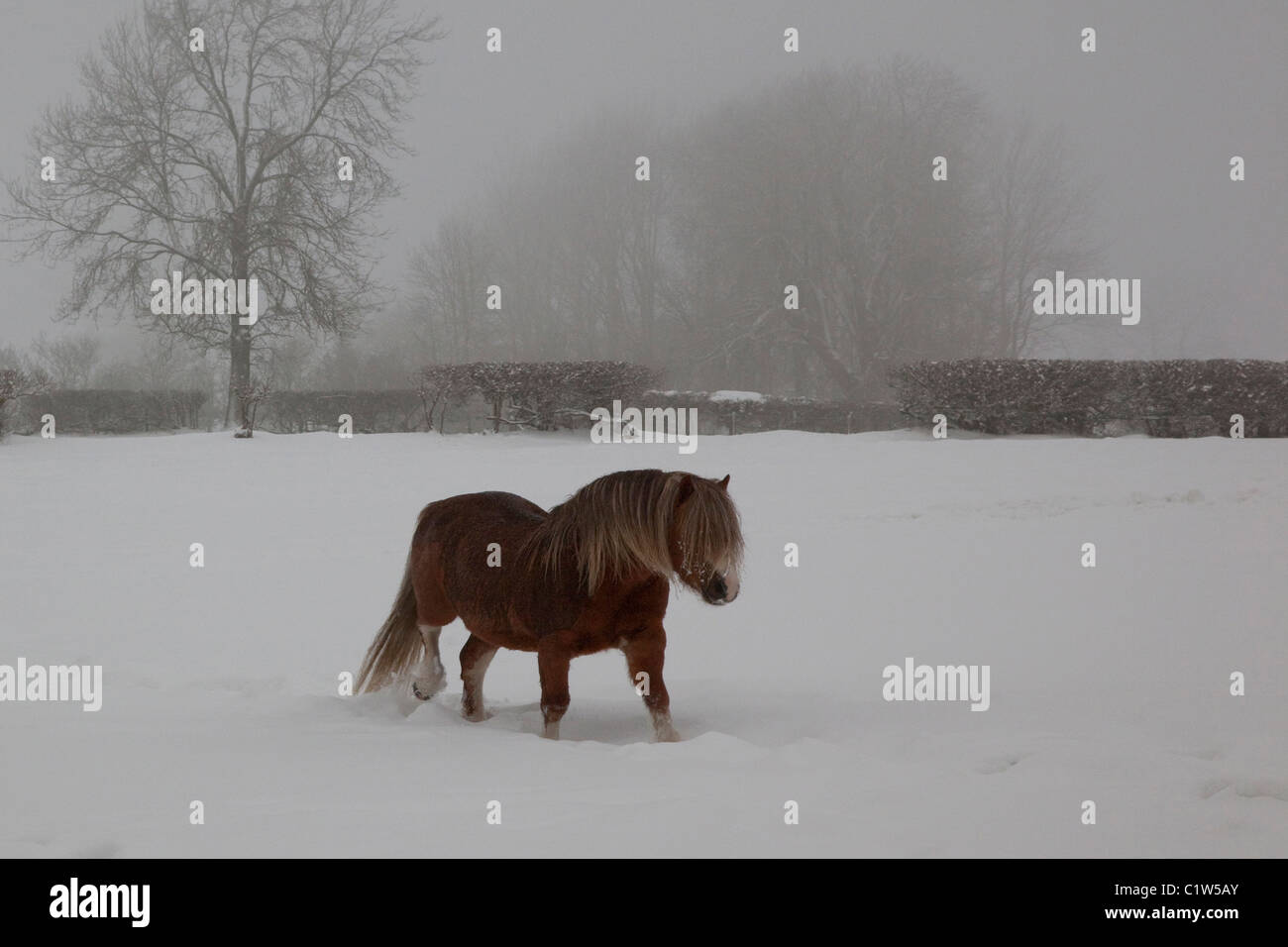 Little Pony en la nieve. Foto de stock