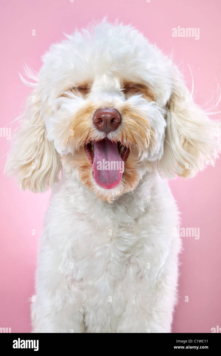 Lindo perro blanco parece estar riendo con su lengua fuera. Studio, fondo de color rosa. Foto de stock