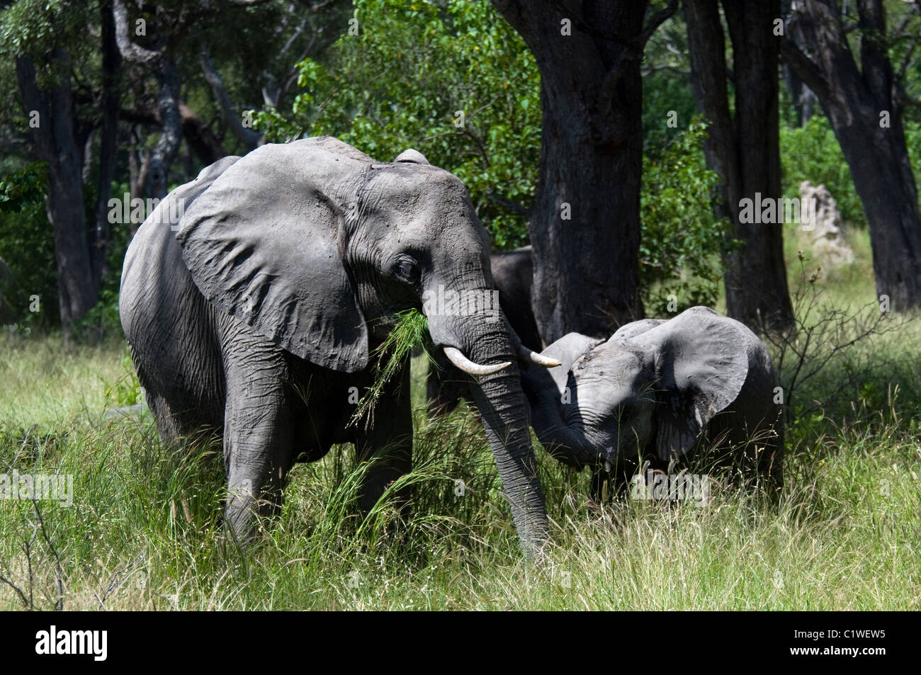 Un elefante hembra con la pantorrilla en el Bush de Botsuana Foto de stock