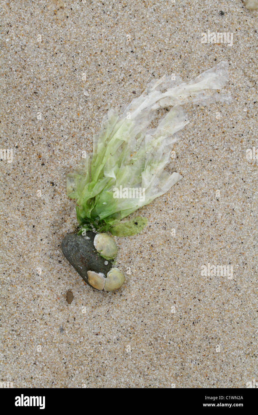 Lechuga de mar, Ulva lactuca, anclada a una pequeña roca, en una playa en marea baja. Foto de stock
