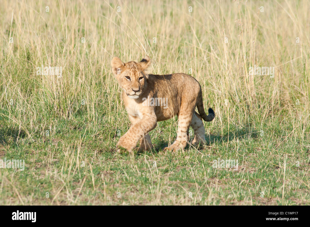 Cachorro de león, Panthera leo, Reserva Nacional de Masai Mara, Kenya, Africa. Foto de stock