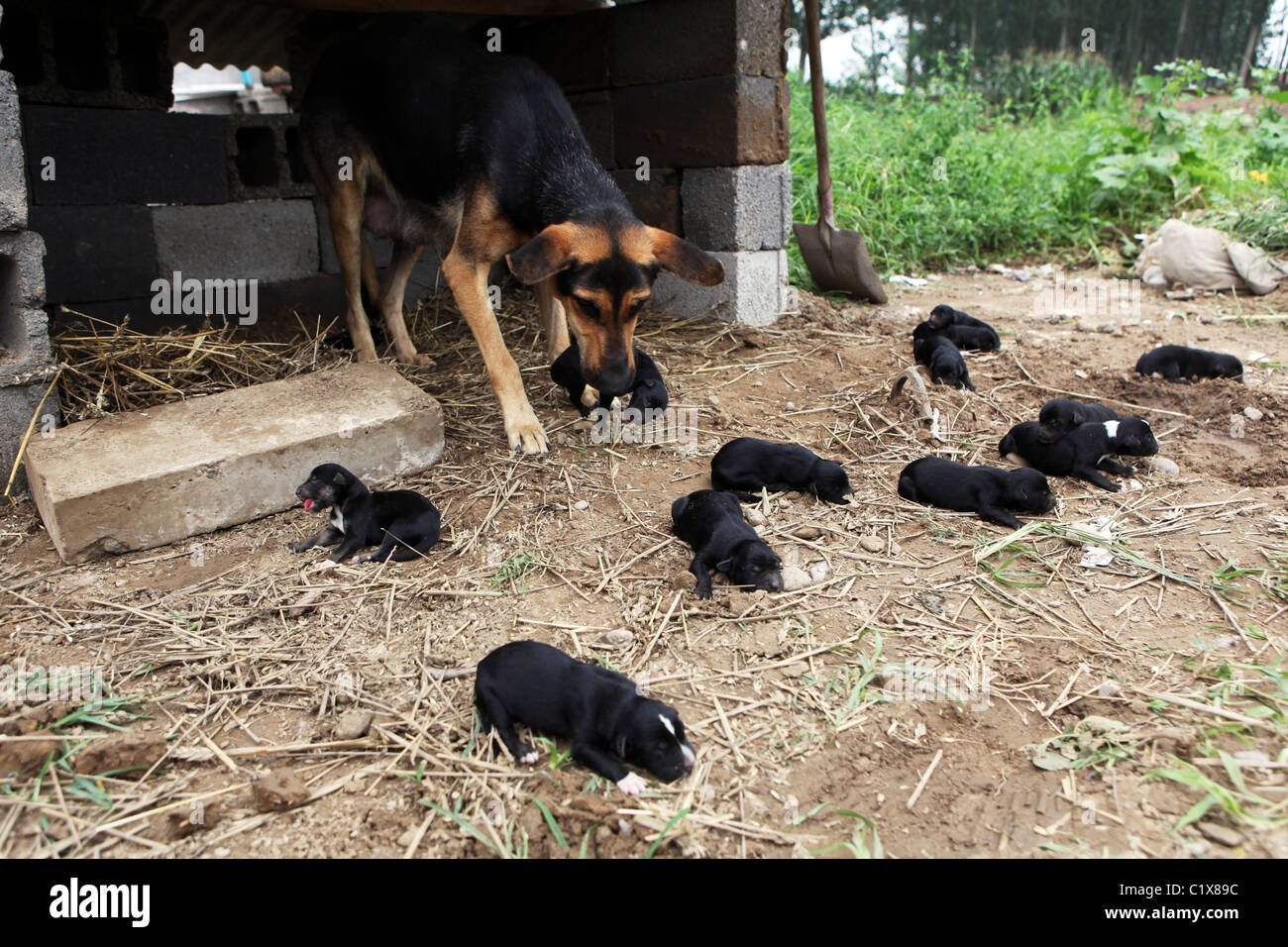 Selección de la camada de una hembra Pastor Alemán desafiaron la madre  naturaleza después de dar a luz a una camada de cachorros sanos en el  Fotografía de stock - Alamy