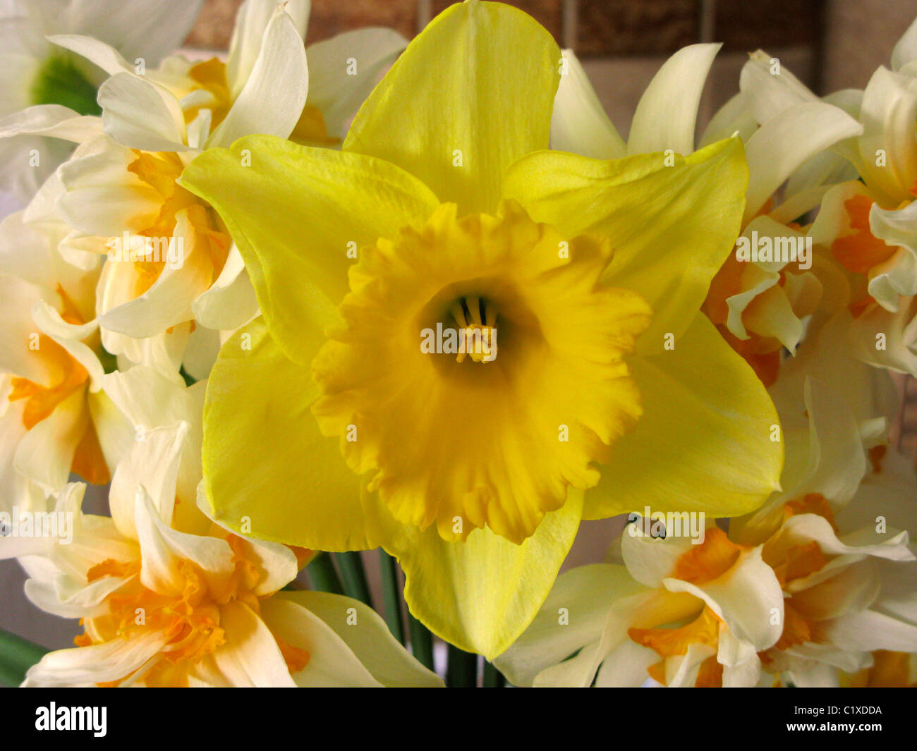 Narcisos dobles con un único narciso amarillo en un arreglo Foto de stock