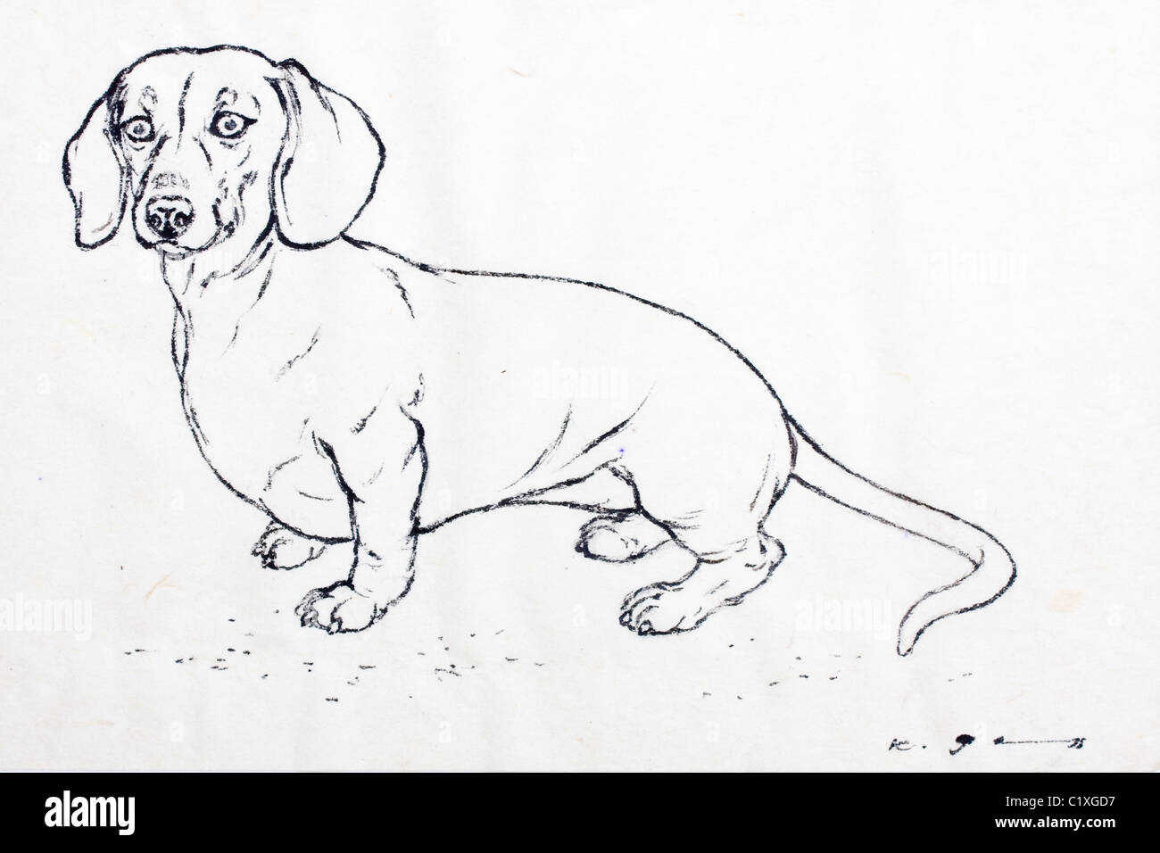 Dibujo de perro salchicha fotografías e imágenes de alta resolución -  Página 2 - Alamy