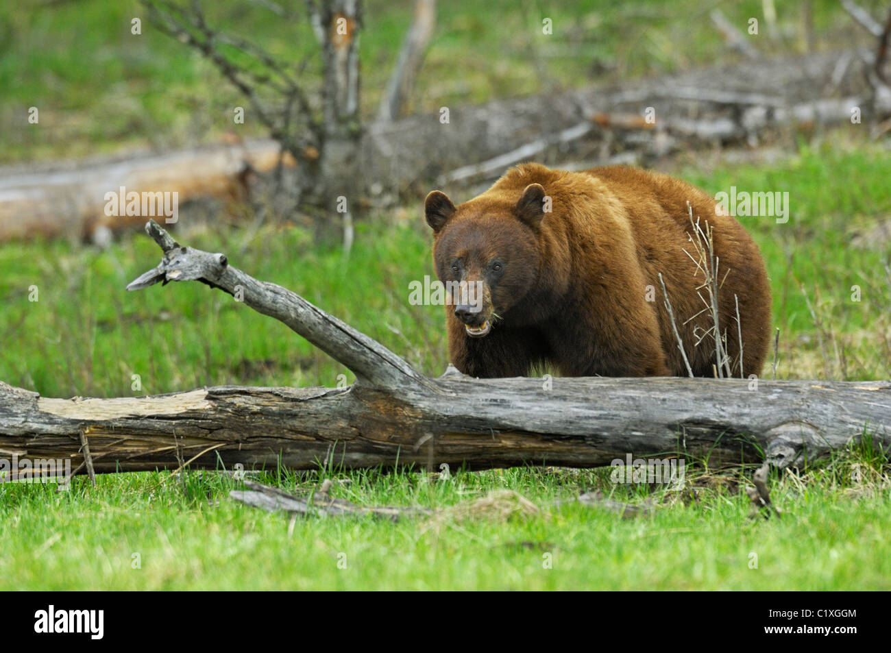 Gran Cinnamon Bear. Un gran oso negro canela alimentando una lluvia ligera en el Parque Nacional de Yellowstone. Foto de stock