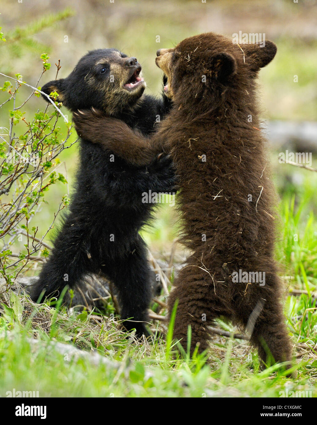 Negro y Cinnamon Bear Cubs wrestling. Foto de stock