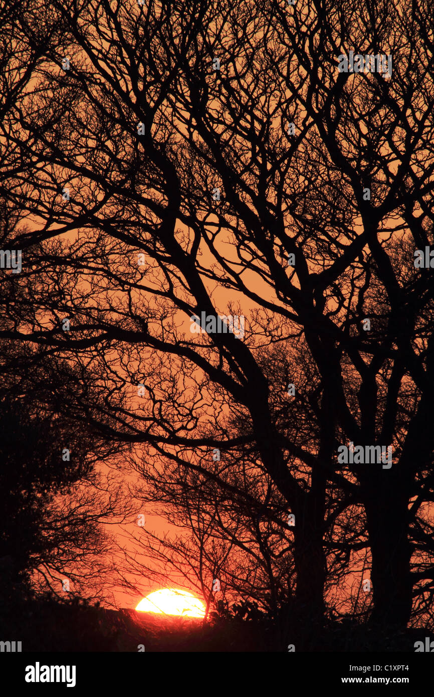 Sunset con árboles en silueta al atardecer cerca de Yeadon Tarn Leeds Yorkshire, Reino Unido Foto de stock