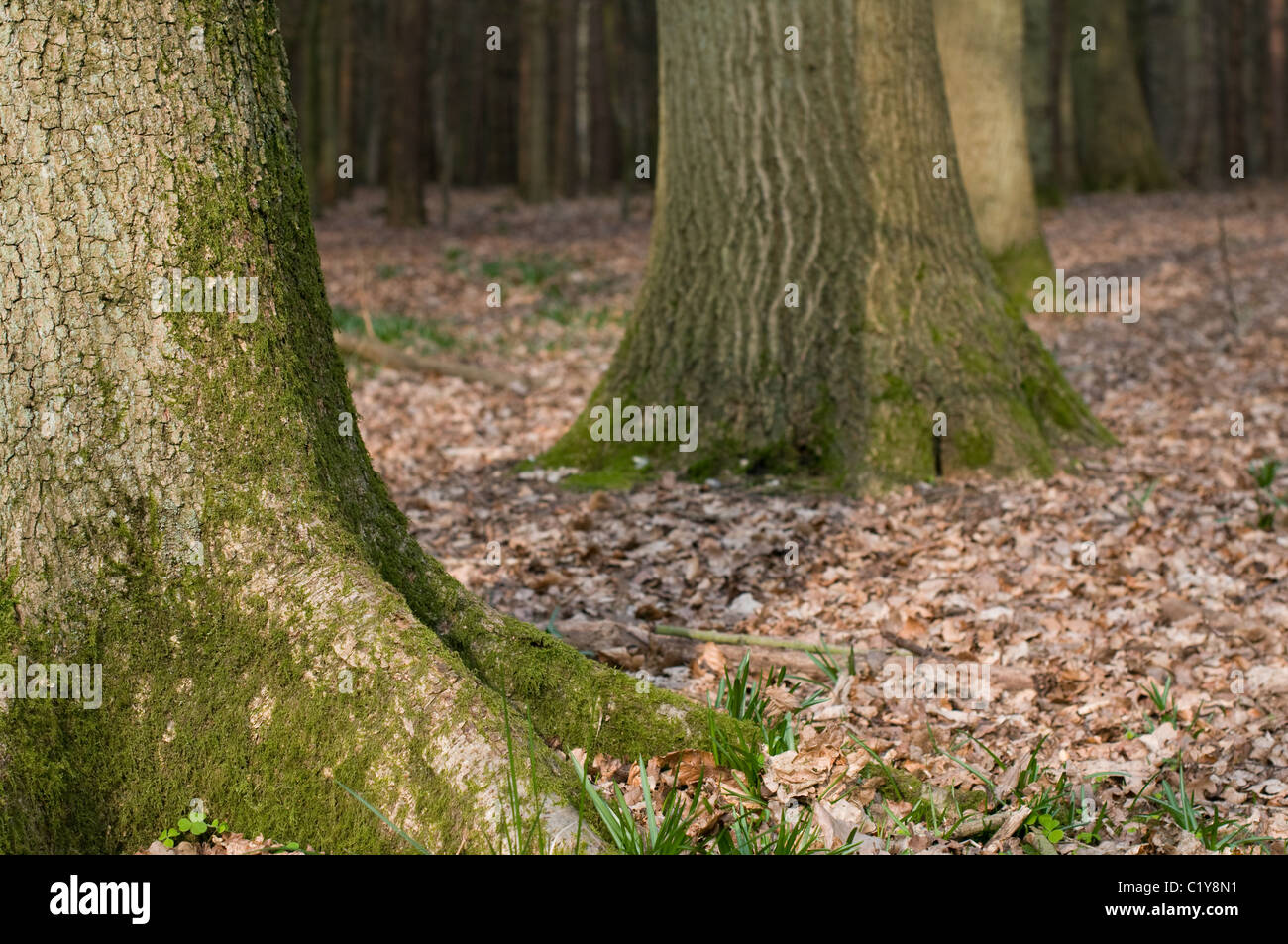 La base de dos troncos de árbol en inglés woodland a principios de la primavera Fotografía de