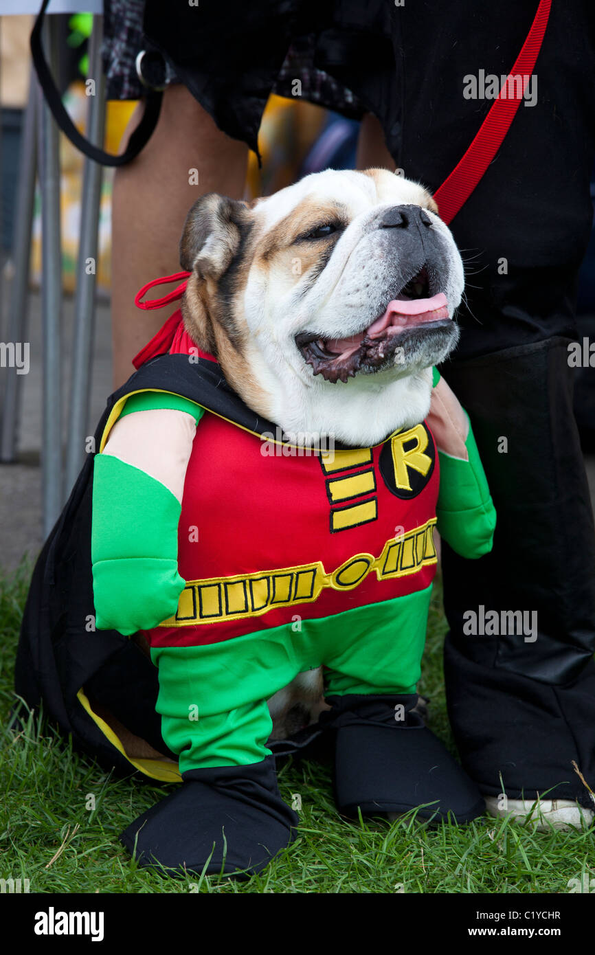 Perro gracioso fotografías e imágenes de alta resolución - Alamy