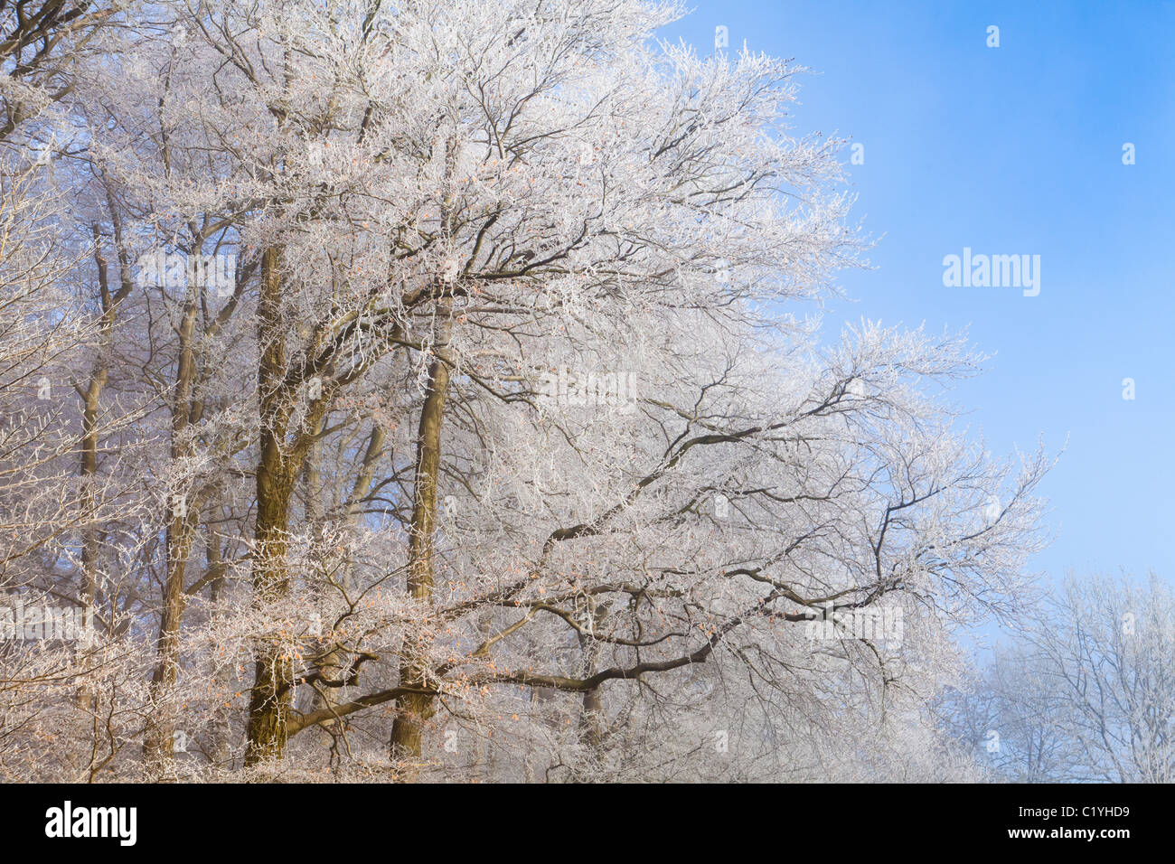 Y la niebla helada hoar en invierno en hayedos sobre Scottsquar Hill en los Cotswolds en el borde, Gloucestershire, Inglaterra, Reino Unido. Foto de stock