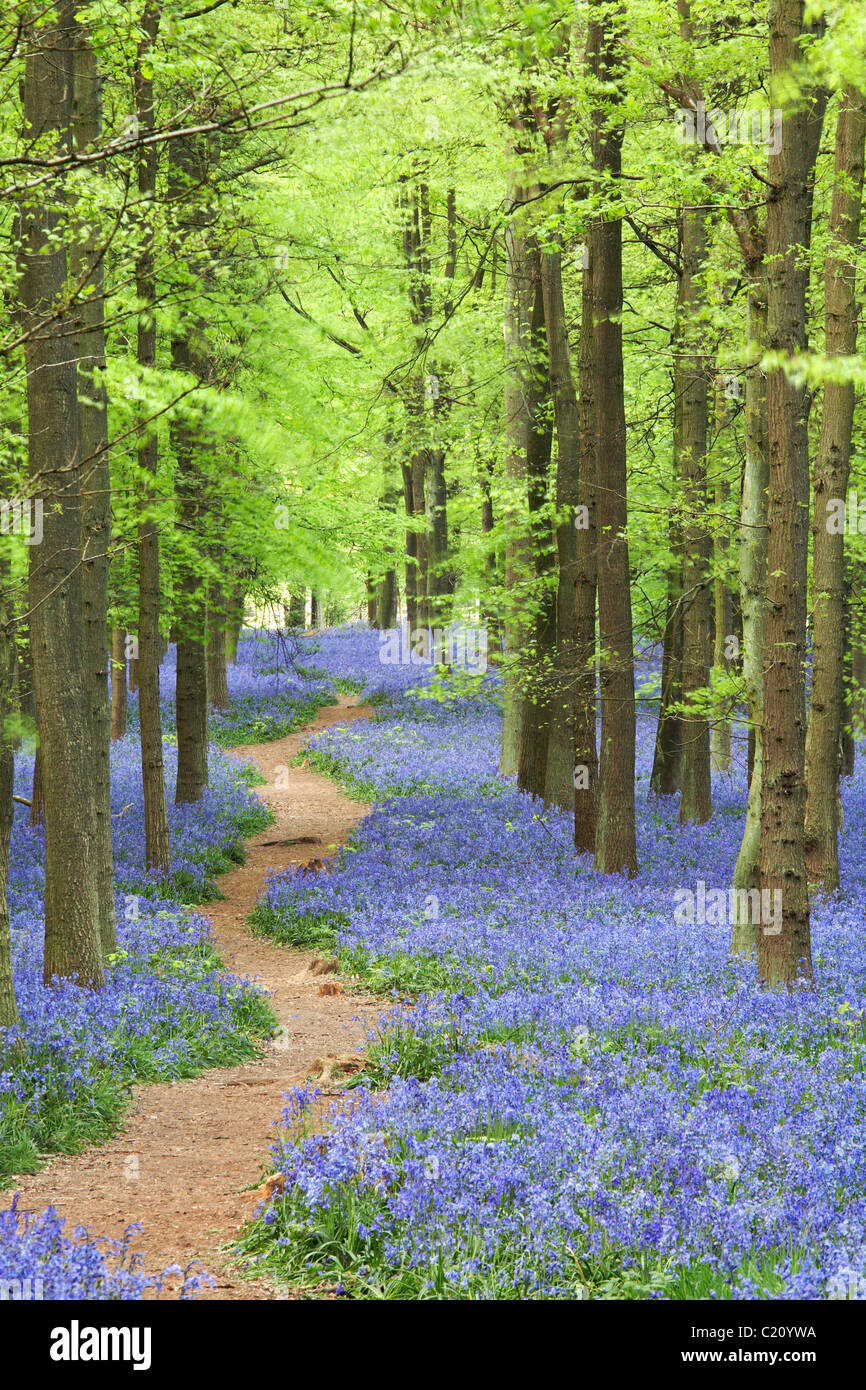 Las campánulas azules(Hyacinthoides non-script) en el árbol de haya (Fagus sylvatica) madera, Hertfordshire, Inglaterra, Reino Unido. Foto de stock