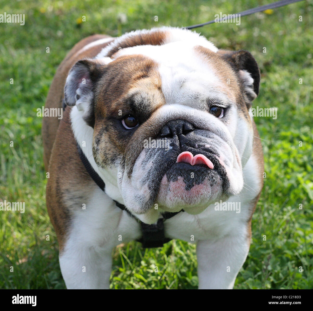 Bulldog en el parque con su lengua sobresaliendo. Foto de stock