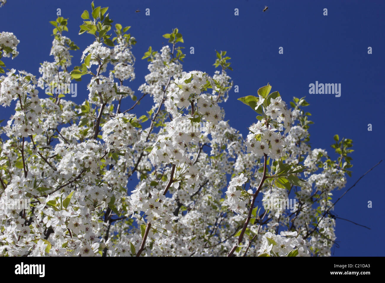 Dogwood tree en Richmond, Virginia Foto de stock