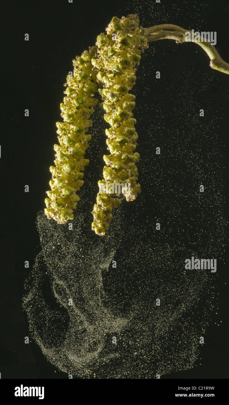 Amentos de aliso mostrando la liberación de polen. Flash encendido. Foto de stock