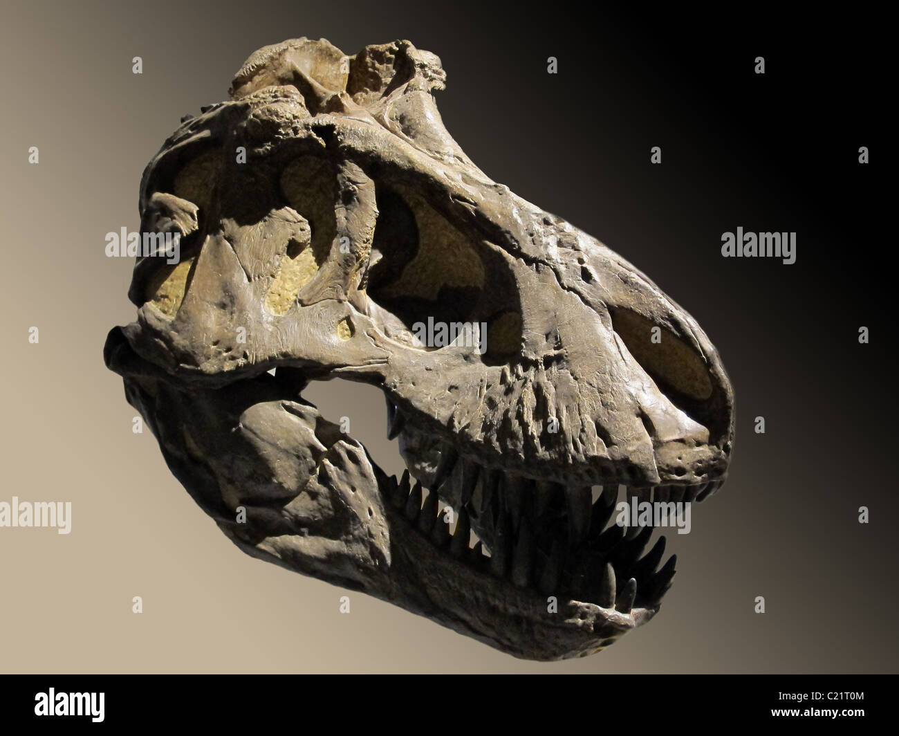 Cráneo fósil dinosaurio sobre fondo marrón Foto de stock