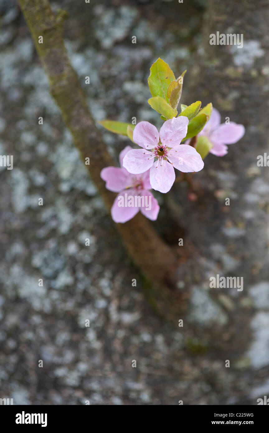Prunus cedrasifera Lindsayae. Cherry Plum. Cerezo en Flor Foto de stock