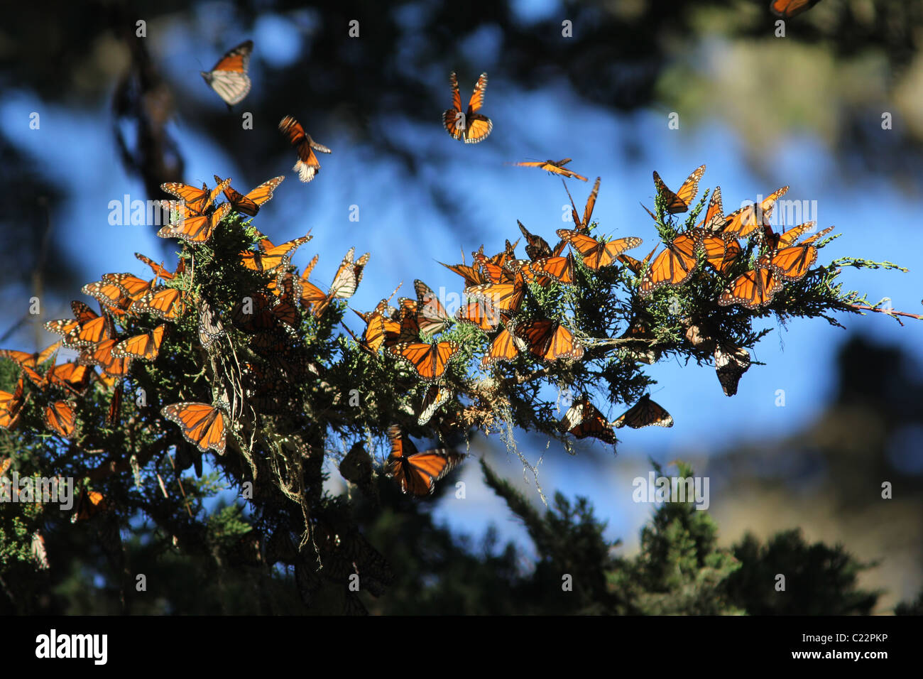 Mariposa Monarca hibernan sitio Pacific Grove, California Foto de stock