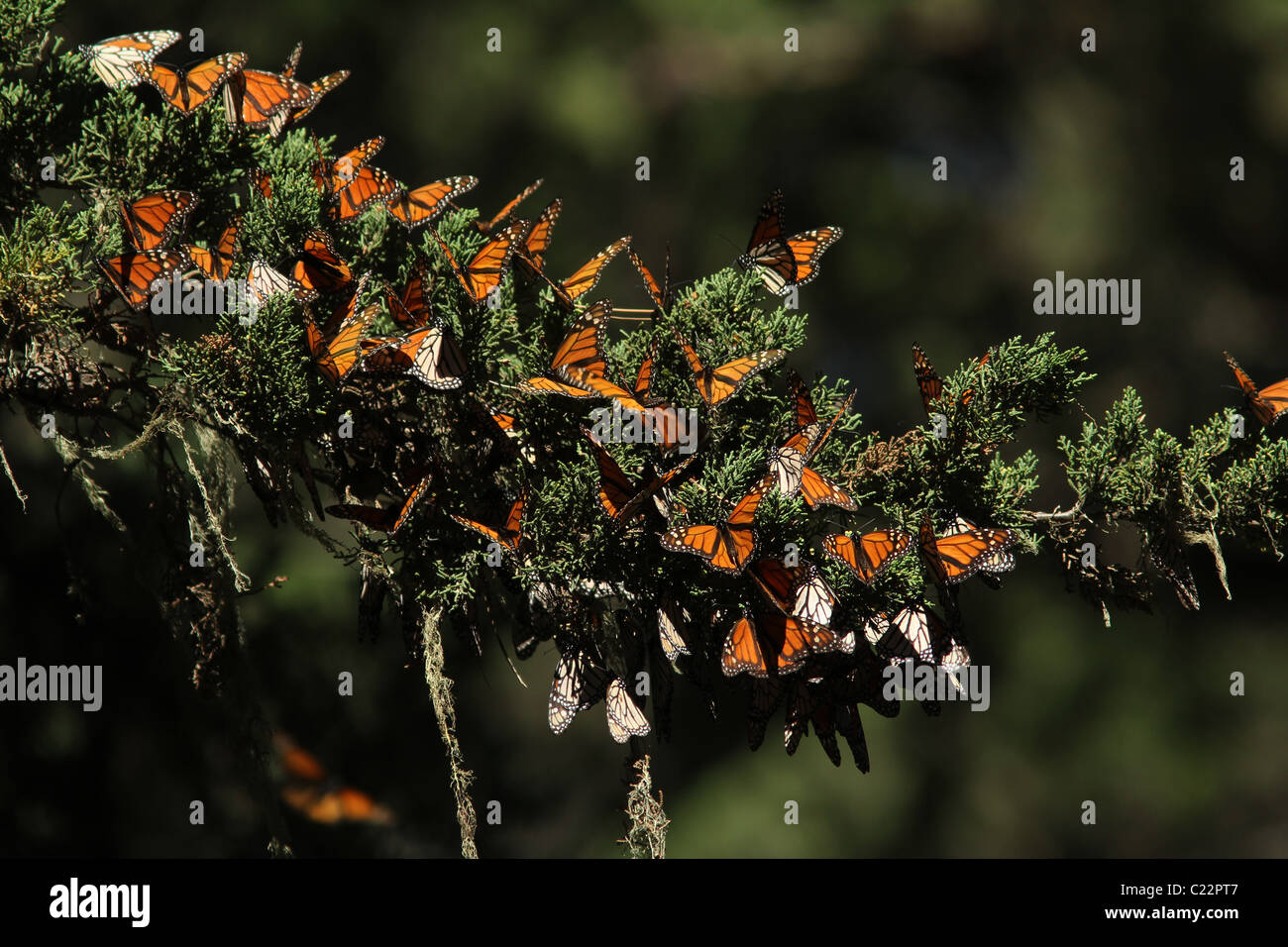 Mariposa Monarca hibernan sitio Pacific Grove, California Foto de stock