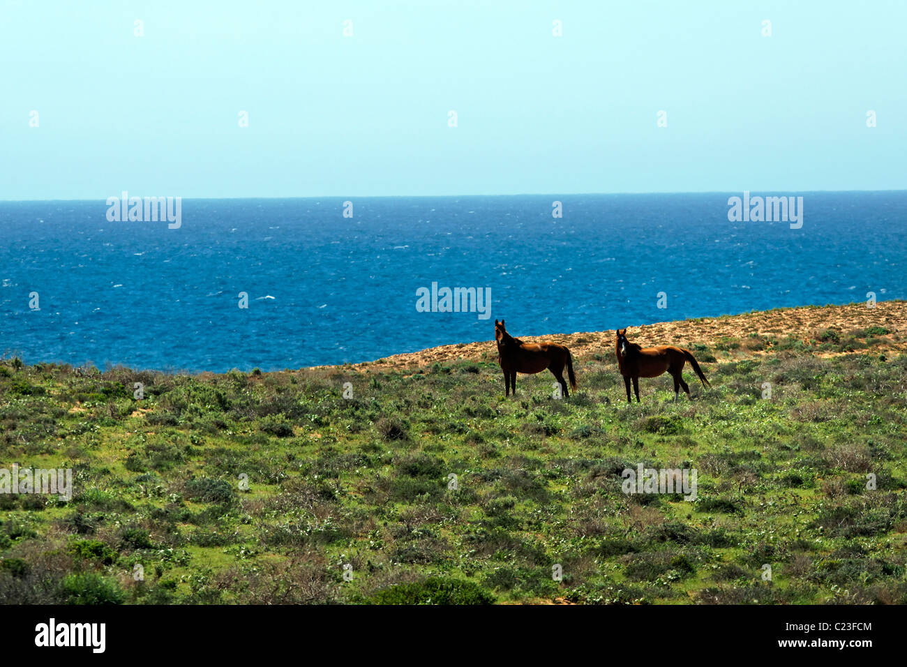 2 caballos en una llanura costera, Quobba Australia Occidental Foto de stock