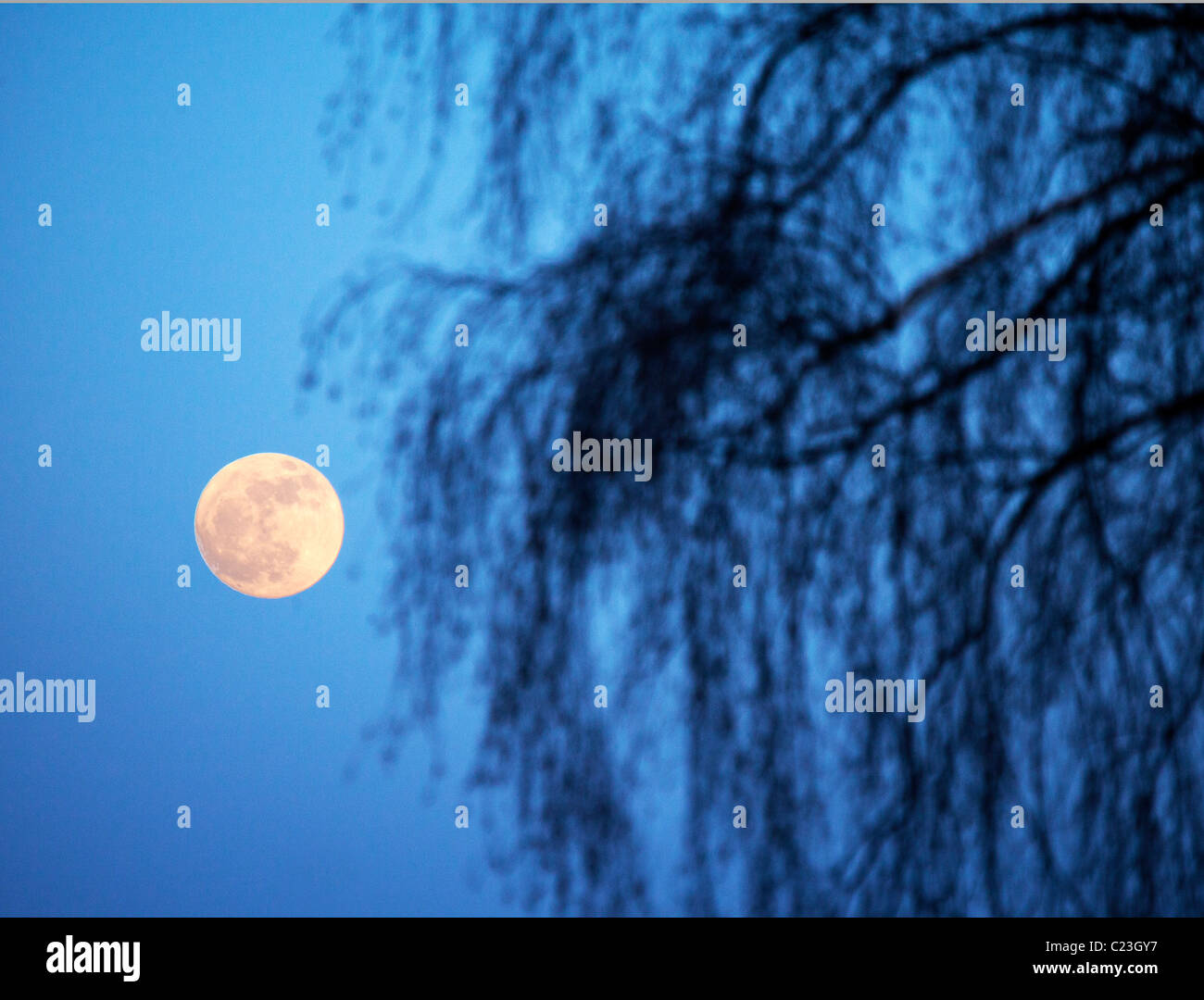 A la luz de la LUNA EN INVIERNO Foto de stock