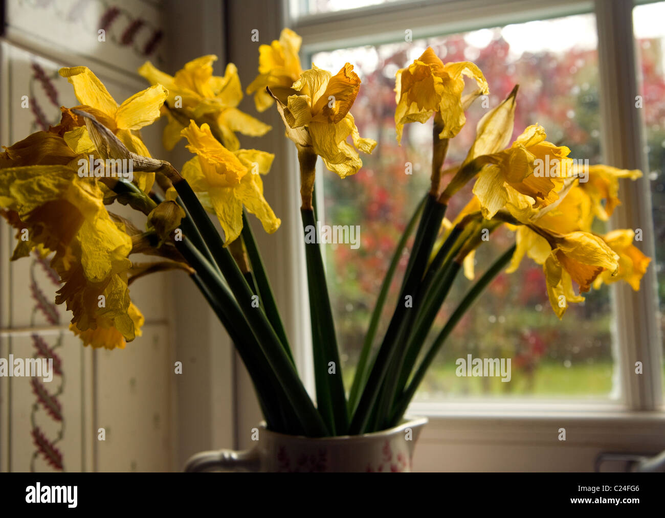 Morir bunch narcisos jarrón alféizar de la ventana Foto de stock