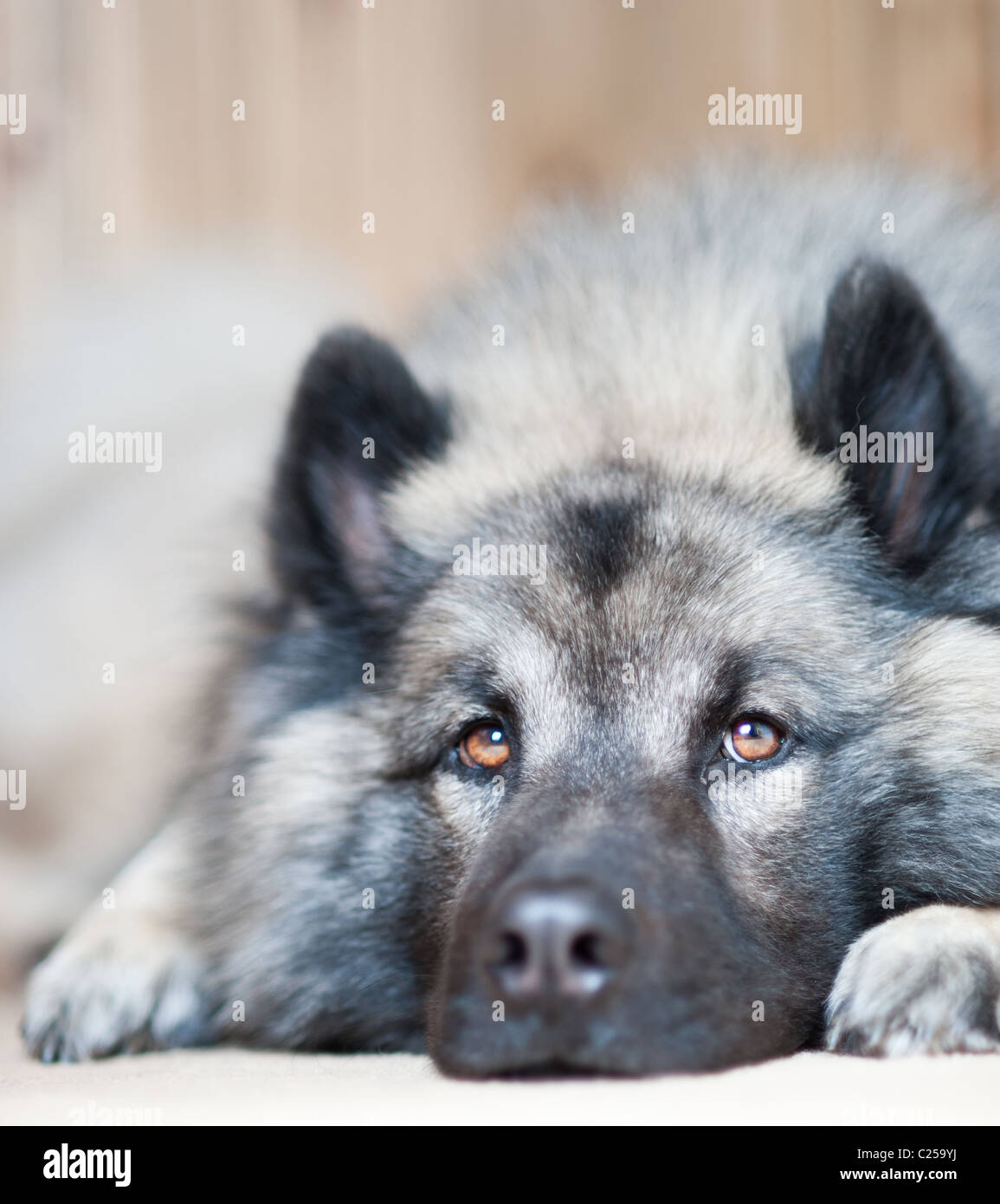 Un lobo como perro Eurasier yace en el suelo mirando a la distancia Foto de stock