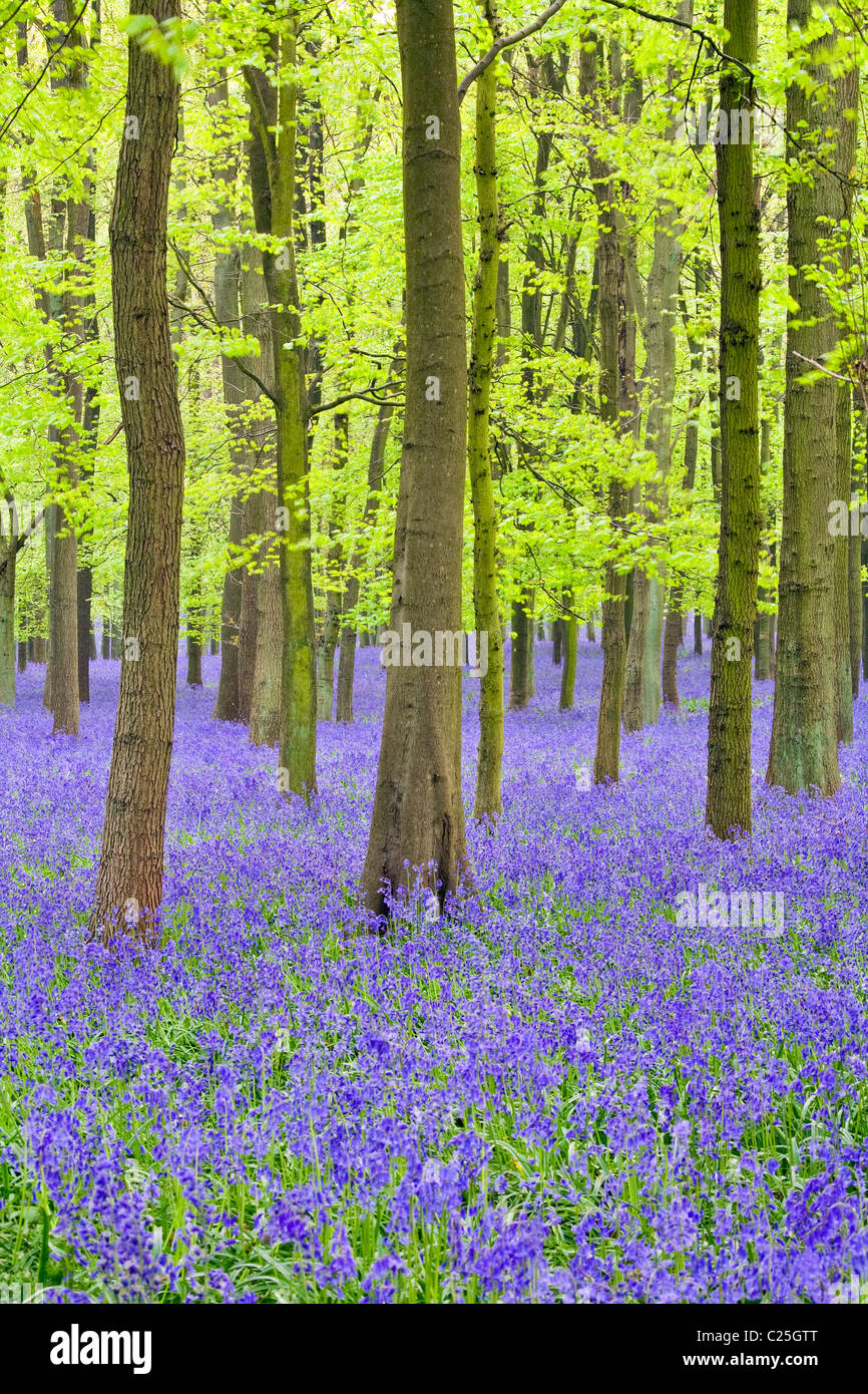 Las campánulas azules(Hyacinthoides non-script) en el árbol de haya (Fagus sylvatica) madera, Hertfordshire, Inglaterra, Reino Unido. Foto de stock