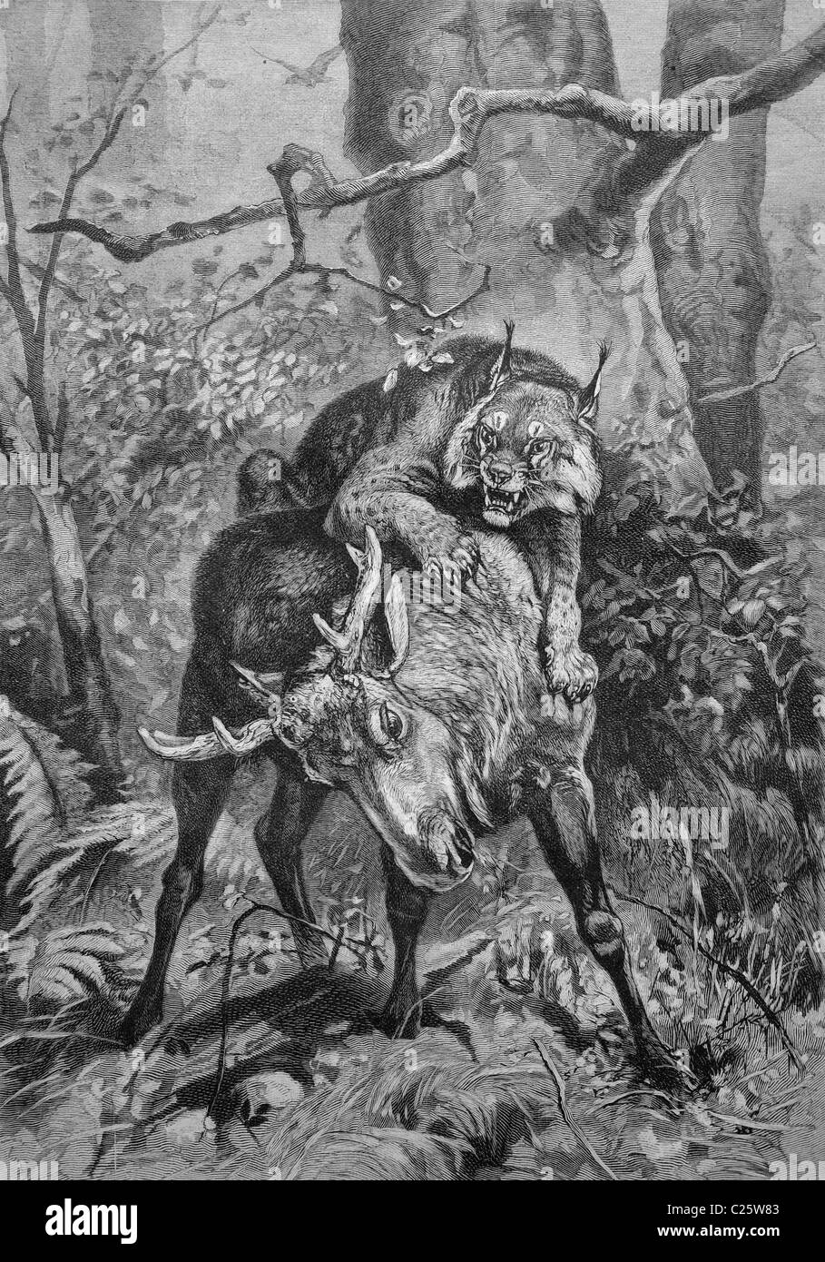 Lynx atacando a un joven alces, ilustración histórica circa 1893 Foto de stock