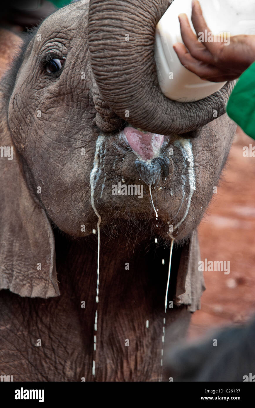 Ternero el elefante africano, Loxodonta africana, beber leche de un biberón,Orfanato de Elefantes Sheldrick, Nairobi, Kenya, Africa. Foto de stock