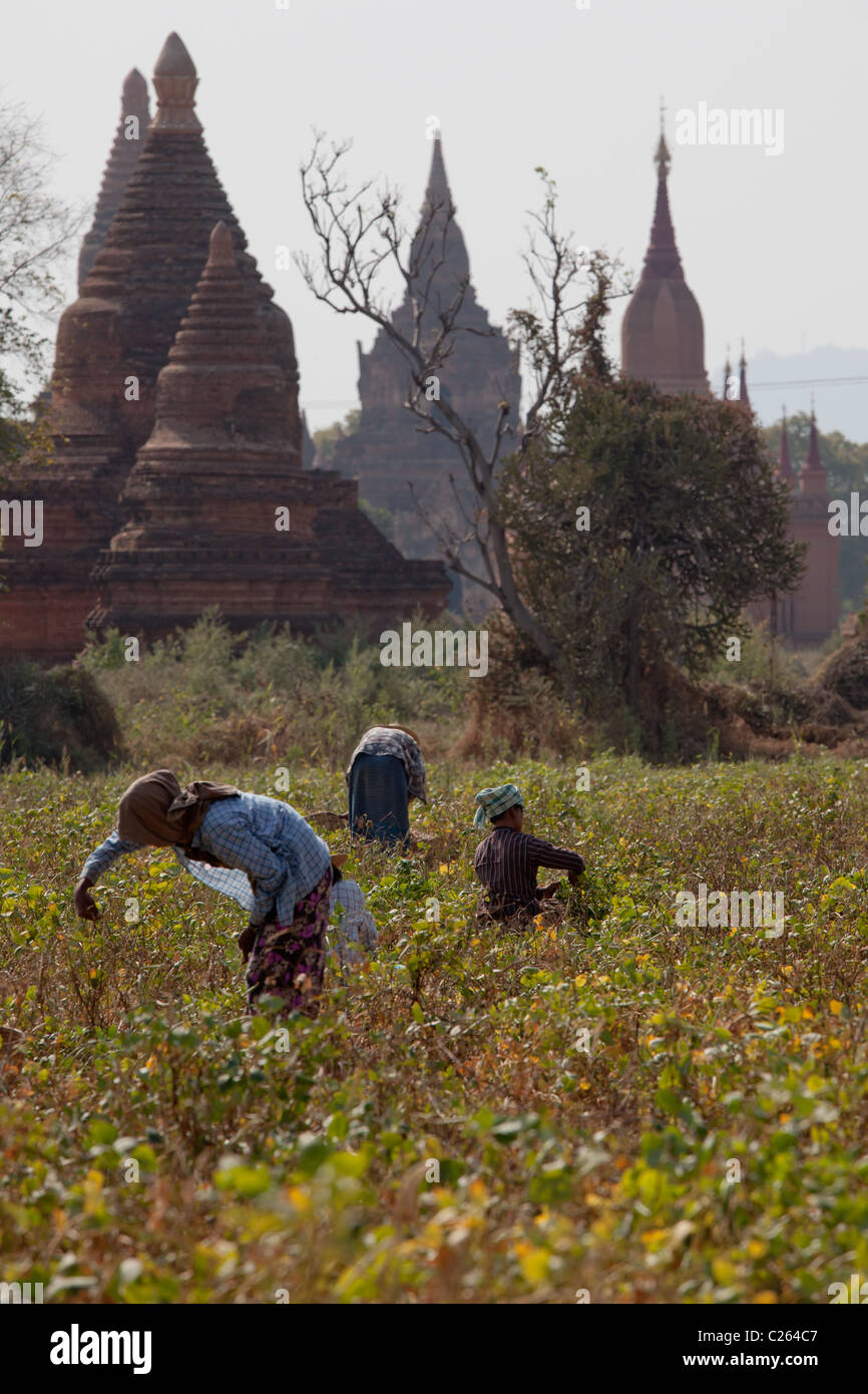 Las mujeres están recogiendo la cosecha desde el campo en el valle de miles de pagodas budistas en Bagan, Birmania. Foto de stock