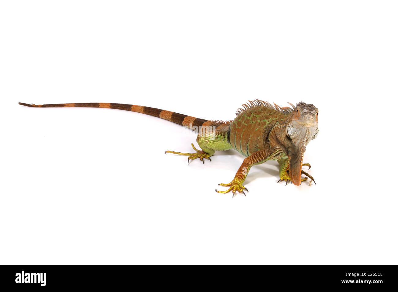 Un estudio de fotografía de una iguana. Foto de stock