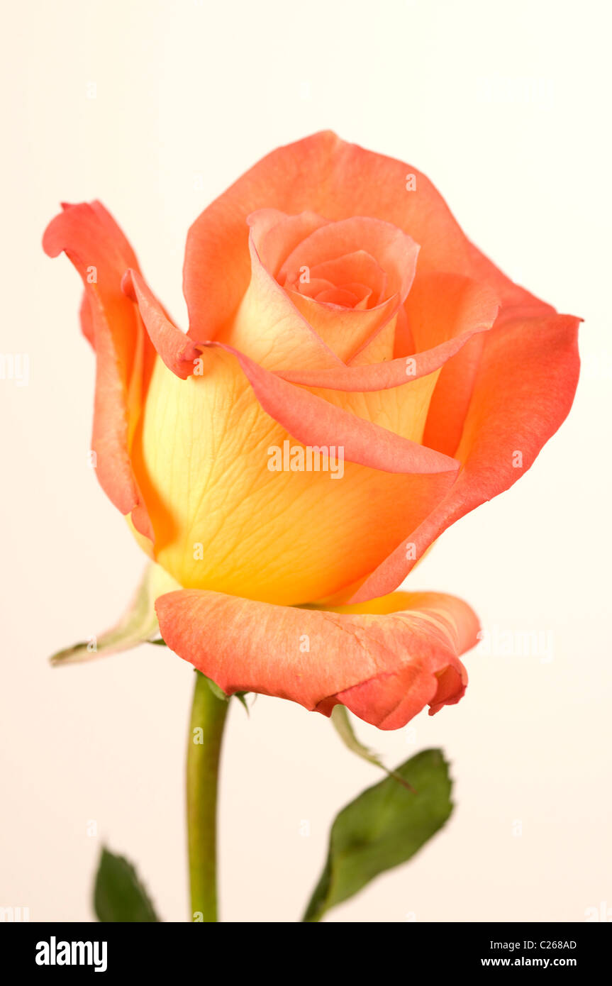Rosa, color durazno, en su totalidad, sobre un fondo blanco Fotografía de  stock - Alamy