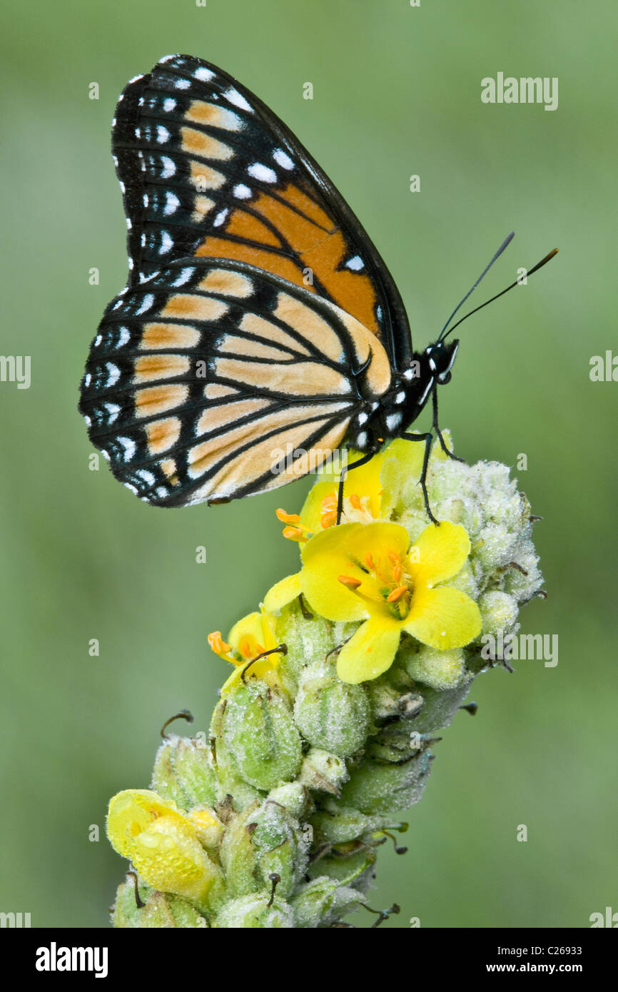 La mariposa virrey Limenitis archippus que recolectan néctar polinizando Mullein Verbascum Thapsus común este de los EE.UU. Foto de stock