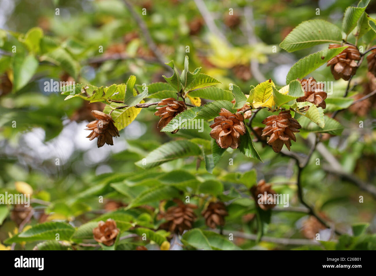 Órganos de fructificación de hierro o de madera American Hophornbeam, Ostrya virginiana, Betulaceae, en América del Norte. Foto de stock