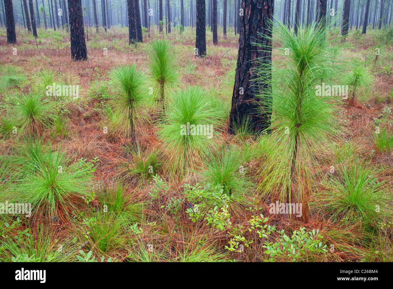 Longleaf pine (Pinus palustris) sabana, Croatan Bosque Nacional, Carolina del Norte Foto de stock